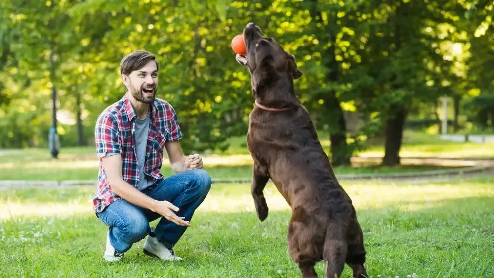 How to Keep Your Pets Healthy and Happy: Essential Care Tips